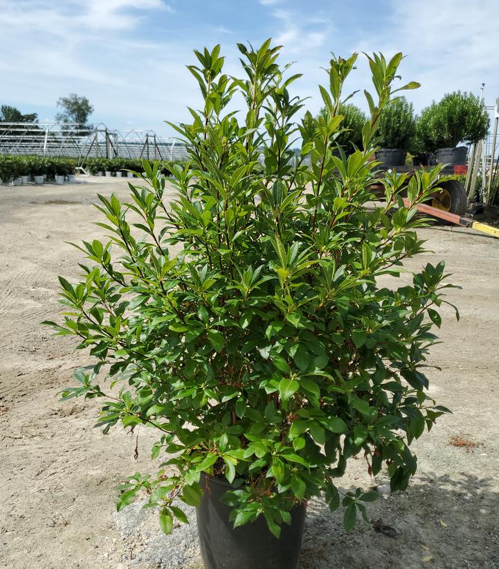 Azalea x 'Weston Pennsylvania'