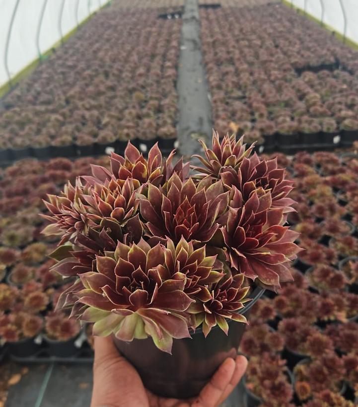 Sempervivum Chick Charms® Lemon Waves™