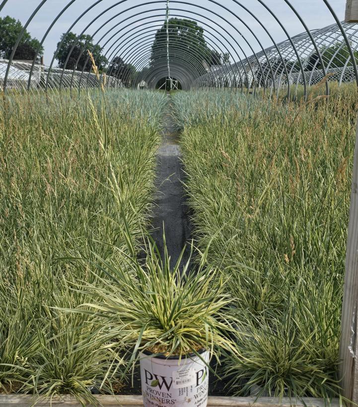 Festuca arundinacea 'Perfect Edging'