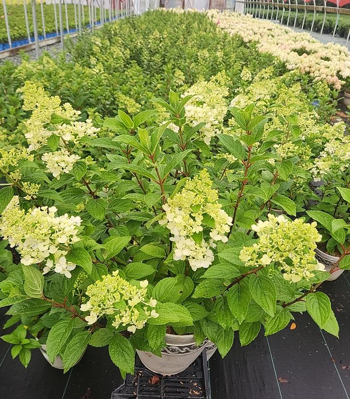 Hydrangea paniculata Panorama