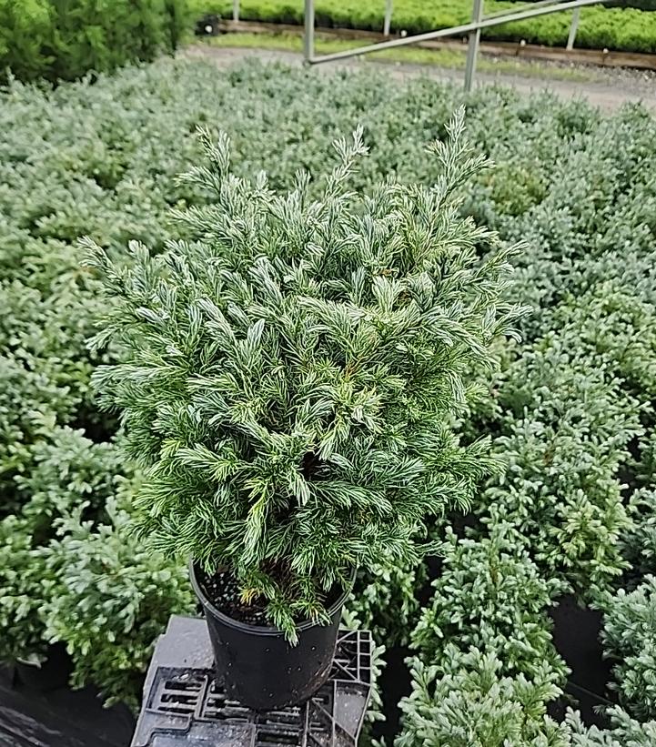 Chamaecyparis pisifera 'True Blue'