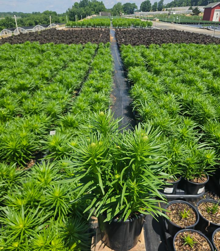 Liatris spicata 'Kobold Original'