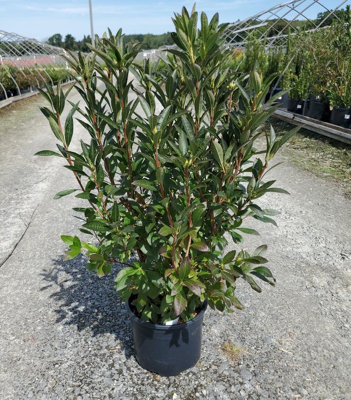 Azalea x Northern Hi-Lights