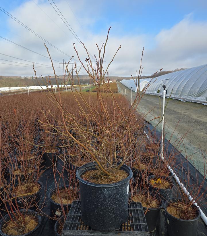 Vaccinium corymbosum 'Blue Ribbon'