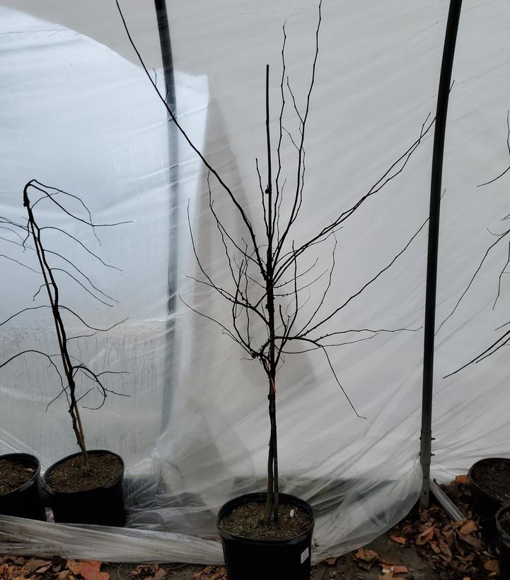 Cercis canadensis Hearts A'Fire™