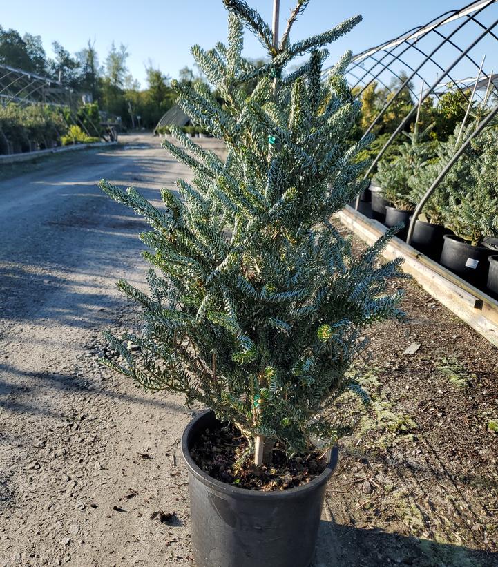 Abies koreana 'Horstmann's Siberlocke'
