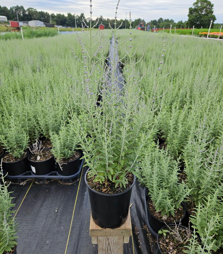 Perovskia atriplicifolia 'Jelena'