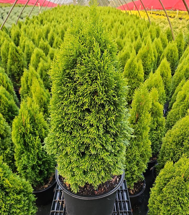 Thuja occidentalis Emerald Petite™