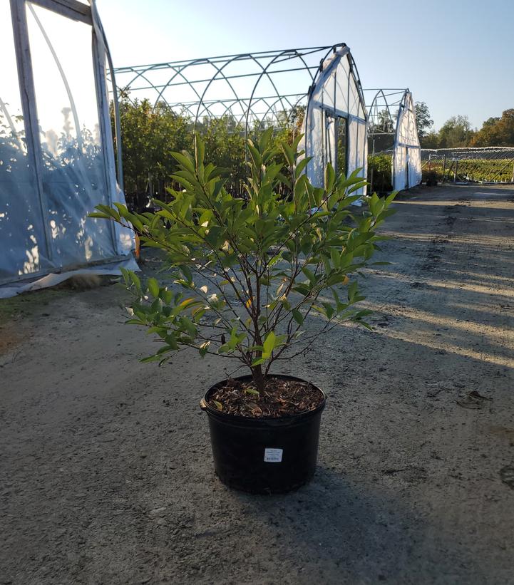 Prunus x Romance 'Cutie Pie'