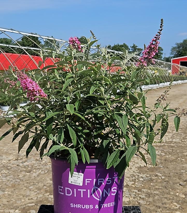 Buddleia davidii Trippy Pink®