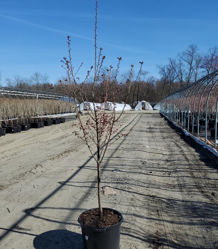 Prunus First Blush®