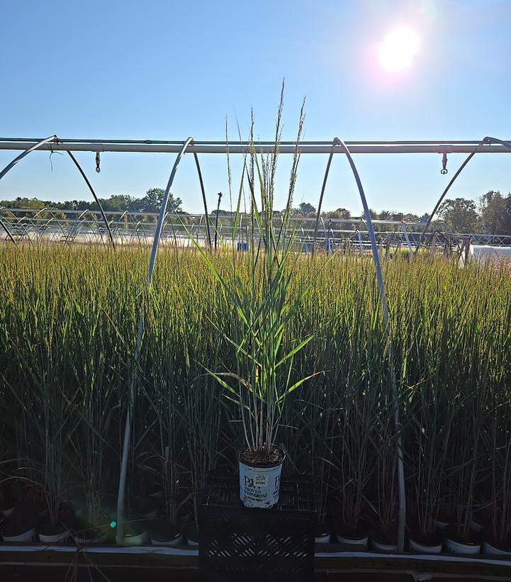 Panicum virgatum Prairie Winds® Blue Spear