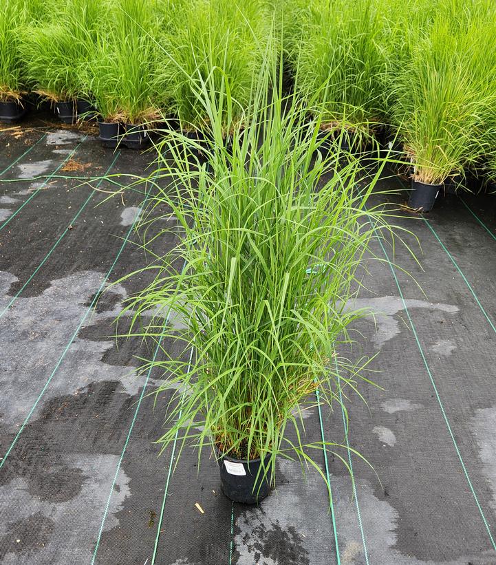 Calamagrostis canadensis 