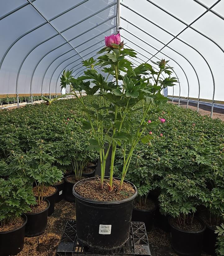 Paeonia x ITOH 'First Arrival'
