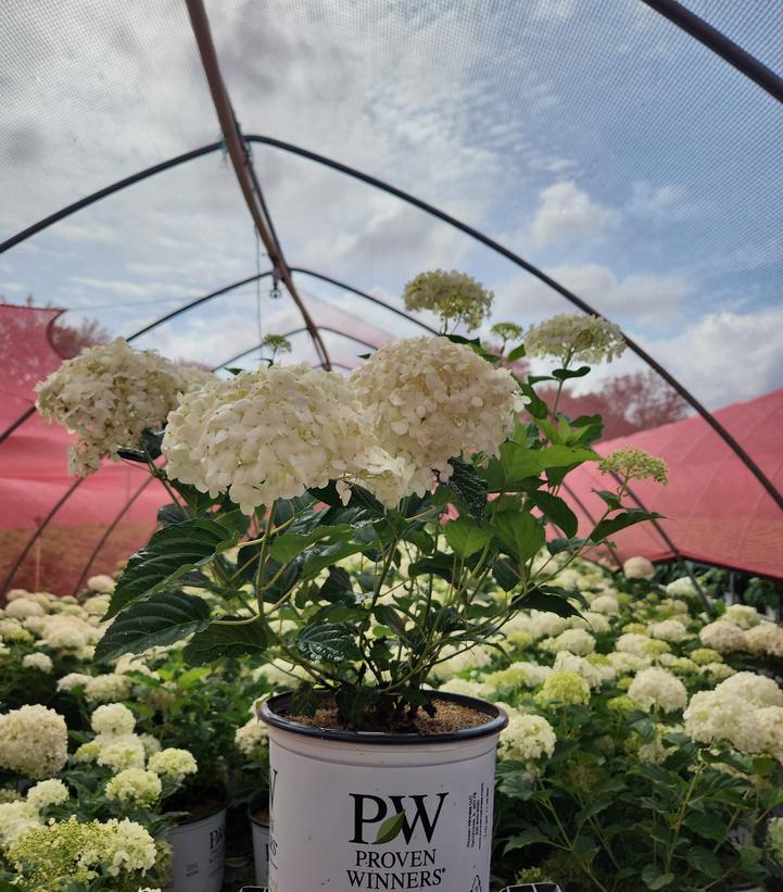 Hydrangea arborescens Incrediball Storm Proof™