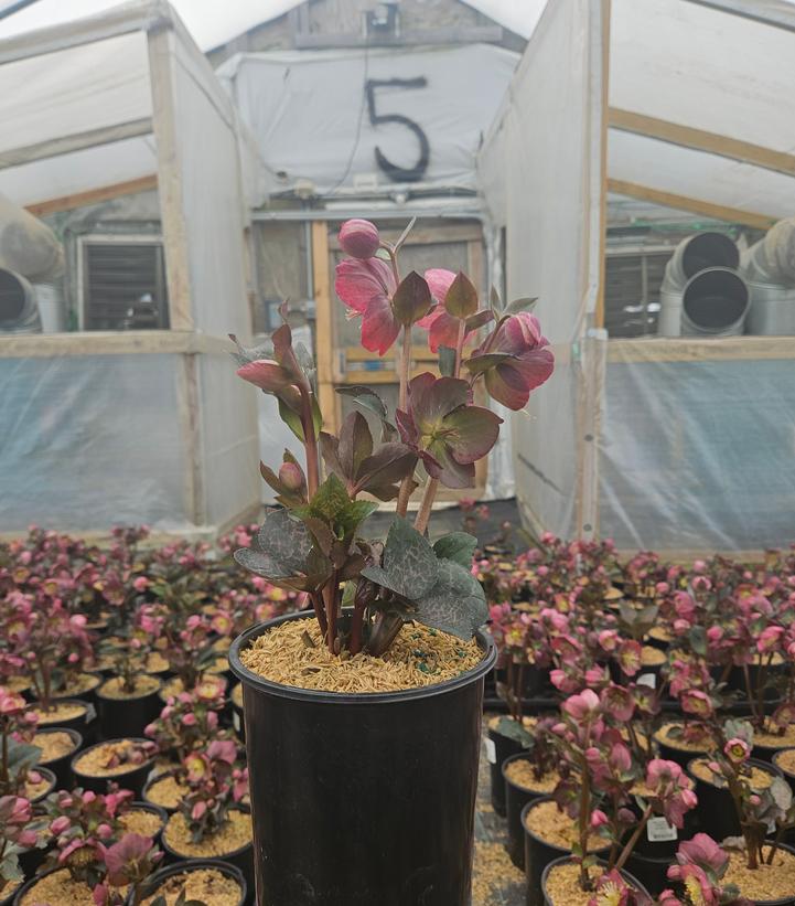 Helleborus x Frostkiss® Elemental®