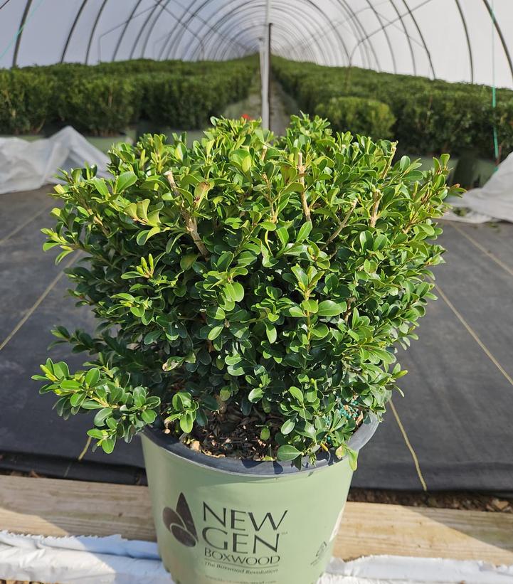 Buxus NewGen Independence®