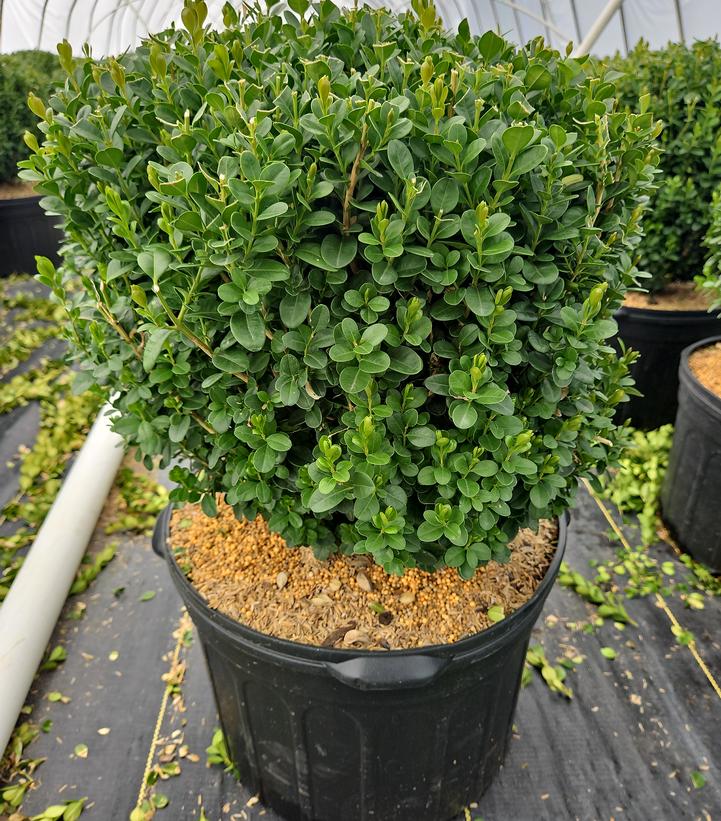 Buxus NewGen Freedom®