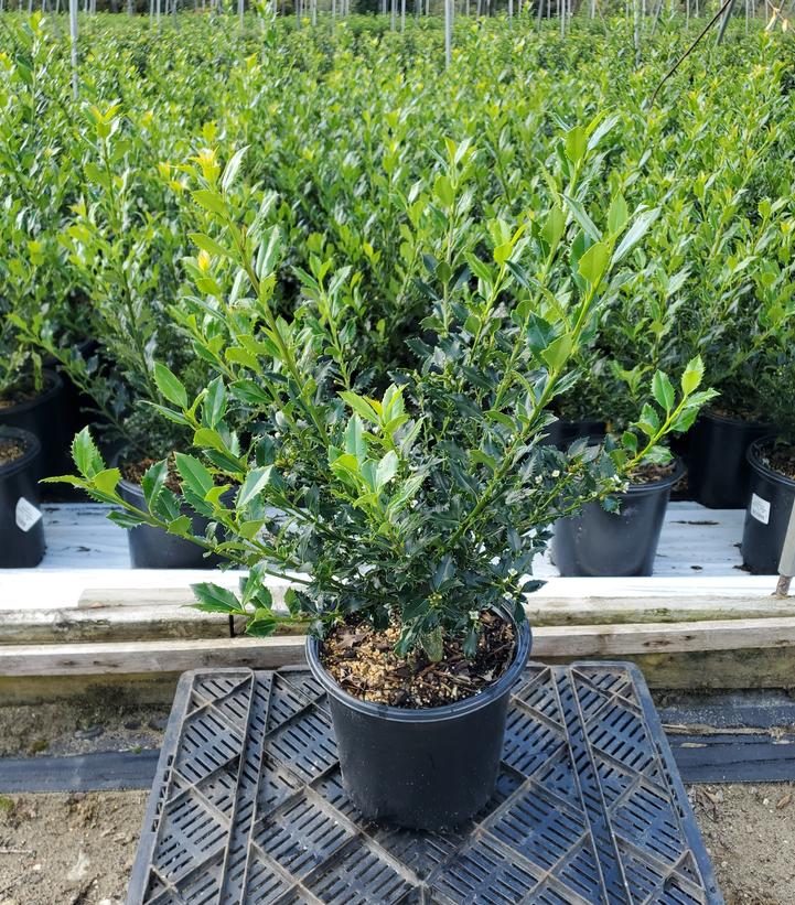 Ilex meserve Magical® Amore