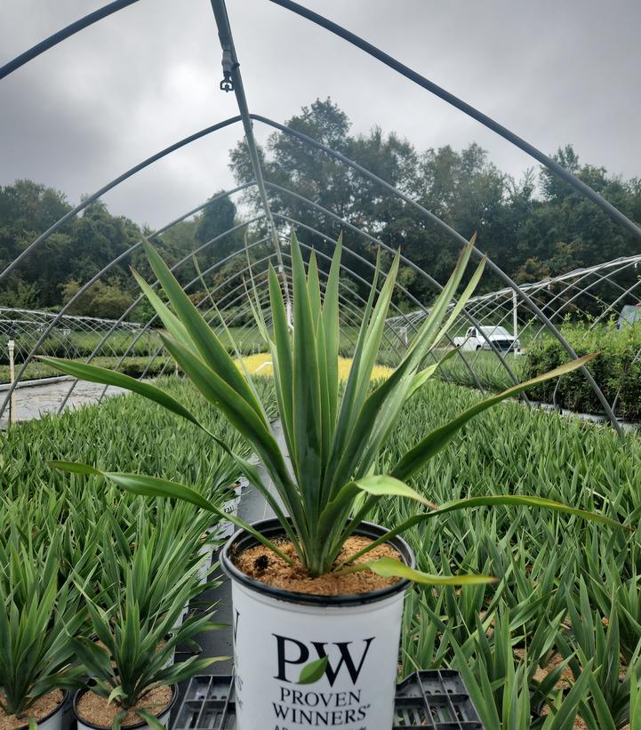 Yucca x 'Dragon Slayer'