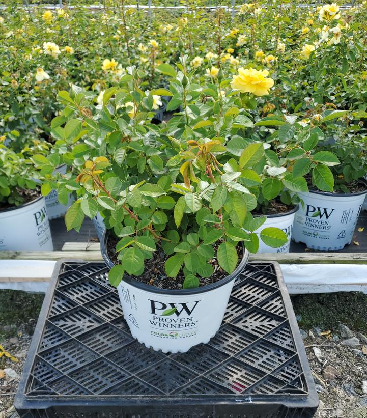 Rosa x Reminiscent® Yellow