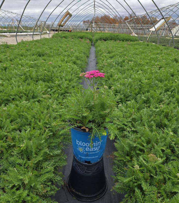 Achillea millefolium Milly Rock™ Rose