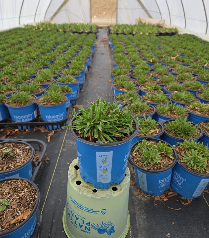 Armeria pseudarmeria Dreameria® Sweet Dreams