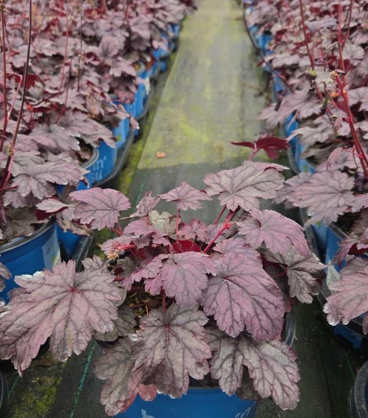 Heuchera x City™ 'Shanghai'