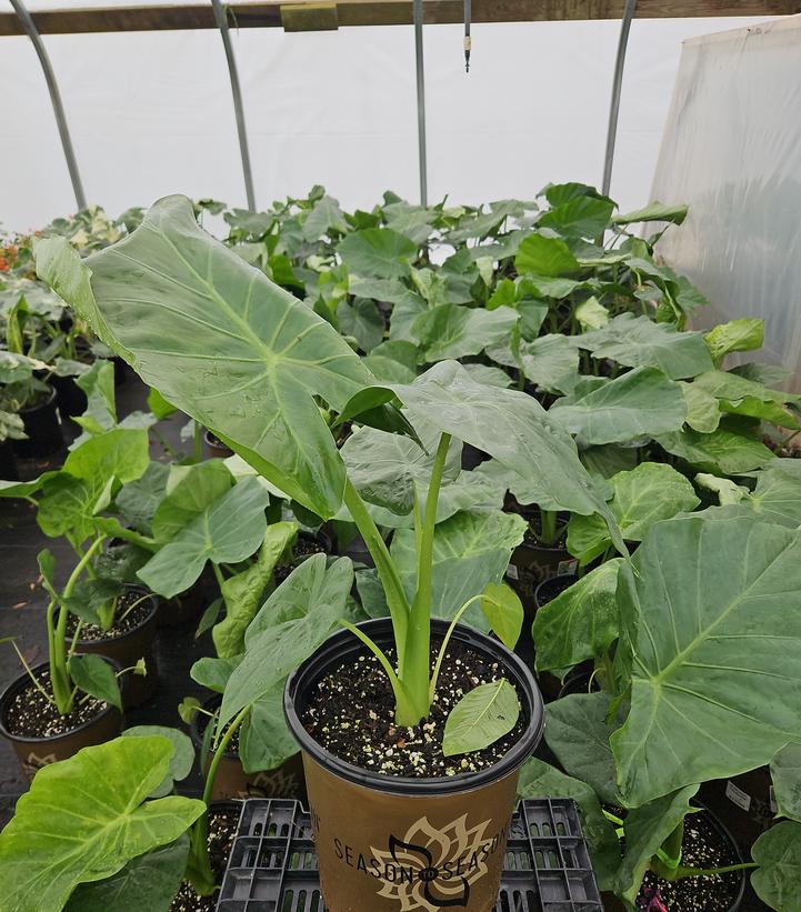 Alocasia 'Portodora'