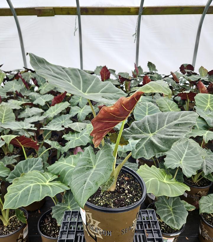 Alocasia 'Mayan Mask'