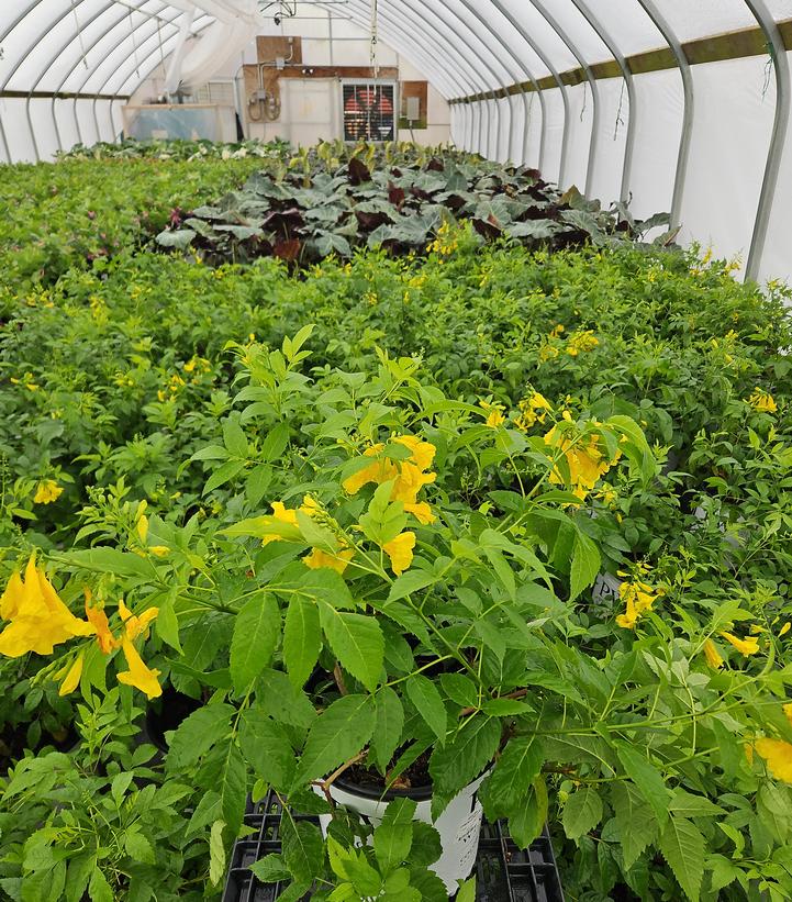 Tecoma x Chicklet® Gold