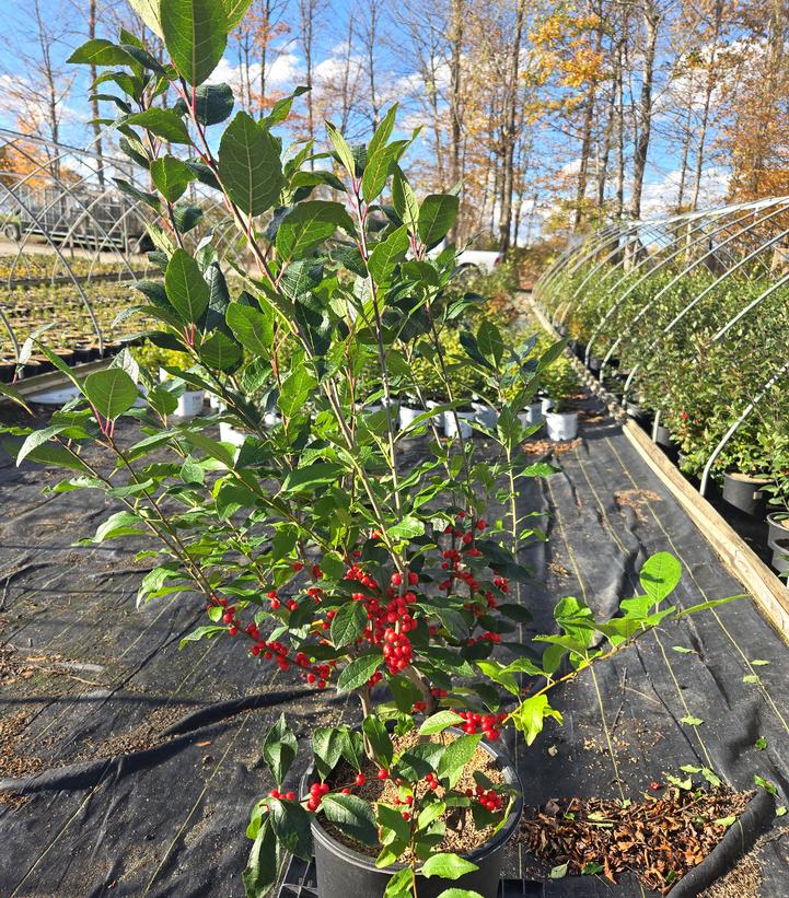 Ilex verticillata Magical® Berry