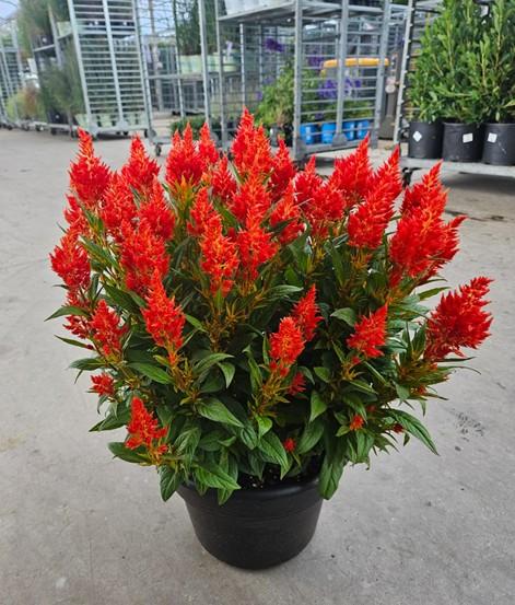 Celosia 'Kelos Fire Orange'