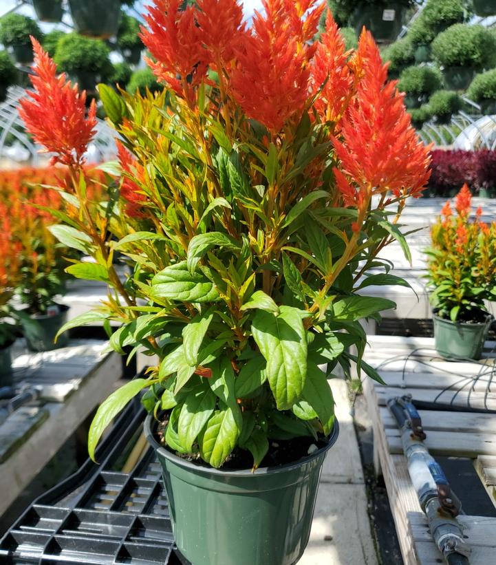 Celosia 'Kelos Fire Orange'