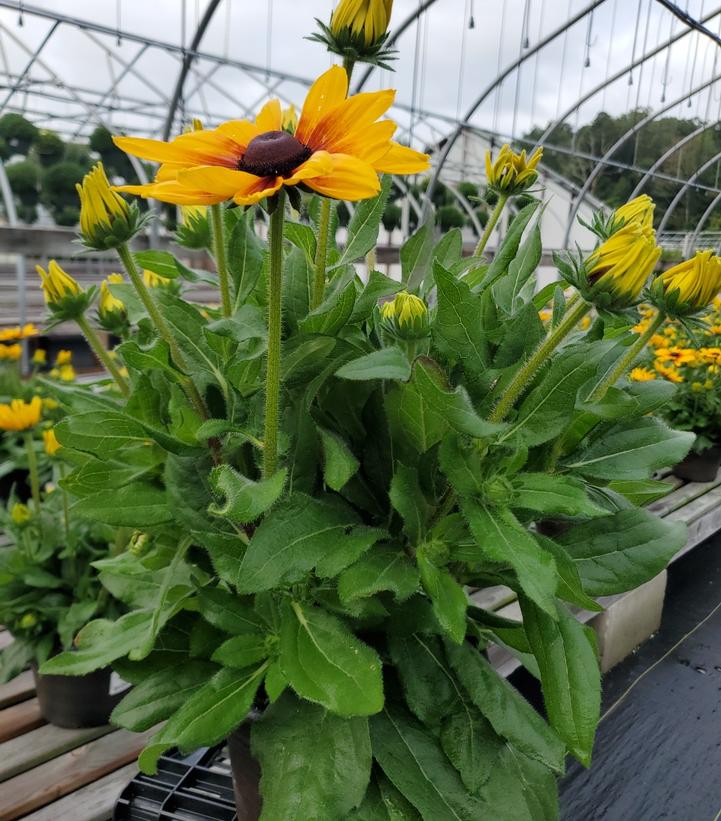 Rudbeckia x Sunbeckia® Marilyn