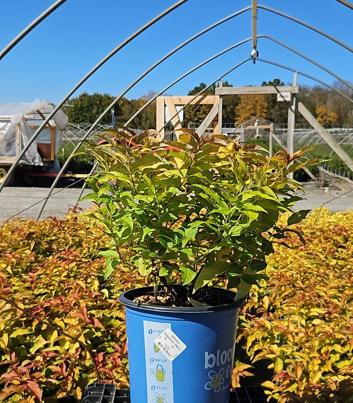 Diervilla sessilifolia Firefly®