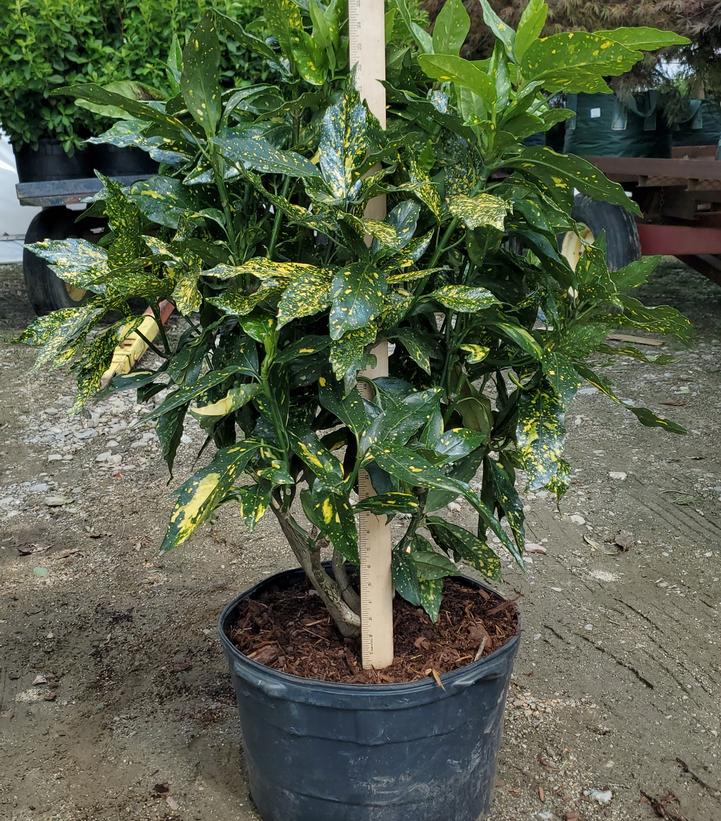 Aucuba japonica 'Mr. Gold Strike'