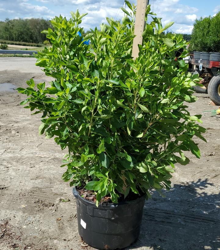 Clethra alnifolia 