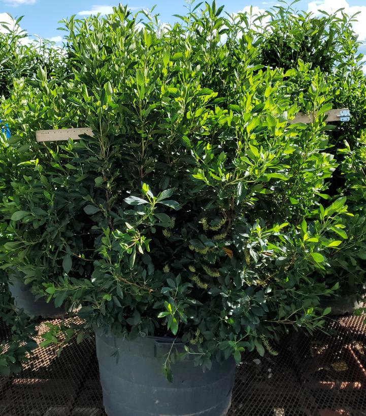 Clethra alnifolia Vanilla Spice®