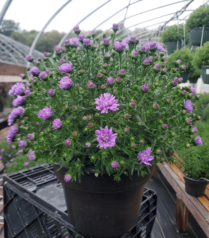 Aster novi-belgii Henry™ I Blue