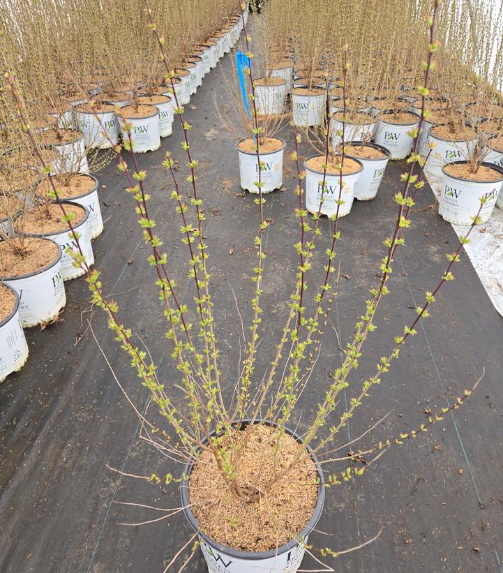 Prunus x Easy as Pie®