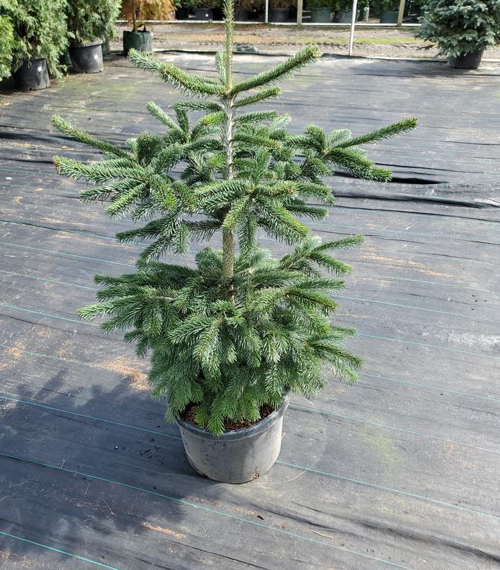 Abies nordmanniana 