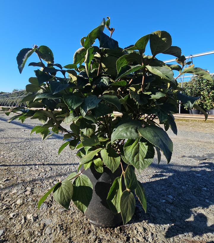 Viburnum carlesii Spice Island™