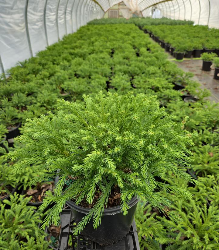 Cryptomeria japonica 'Globosa Nana'