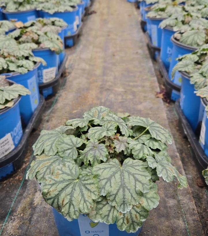 Heuchera x City™ 'Paris'