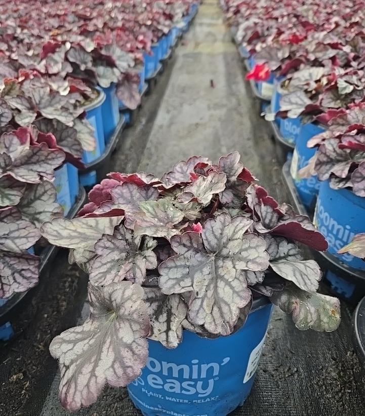 Heuchera x Spice Curls™