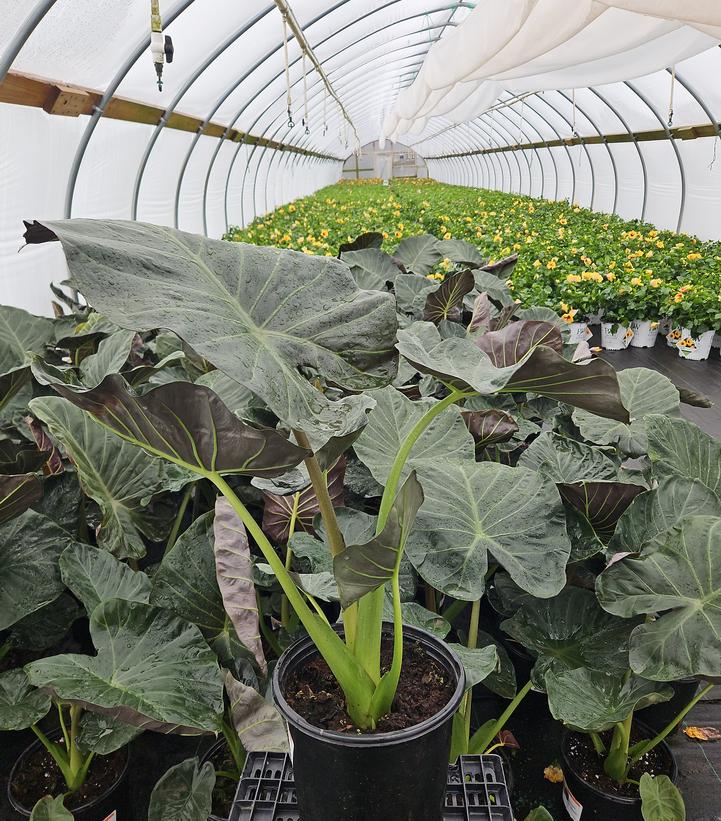 Alocasia 'Regal Shield'