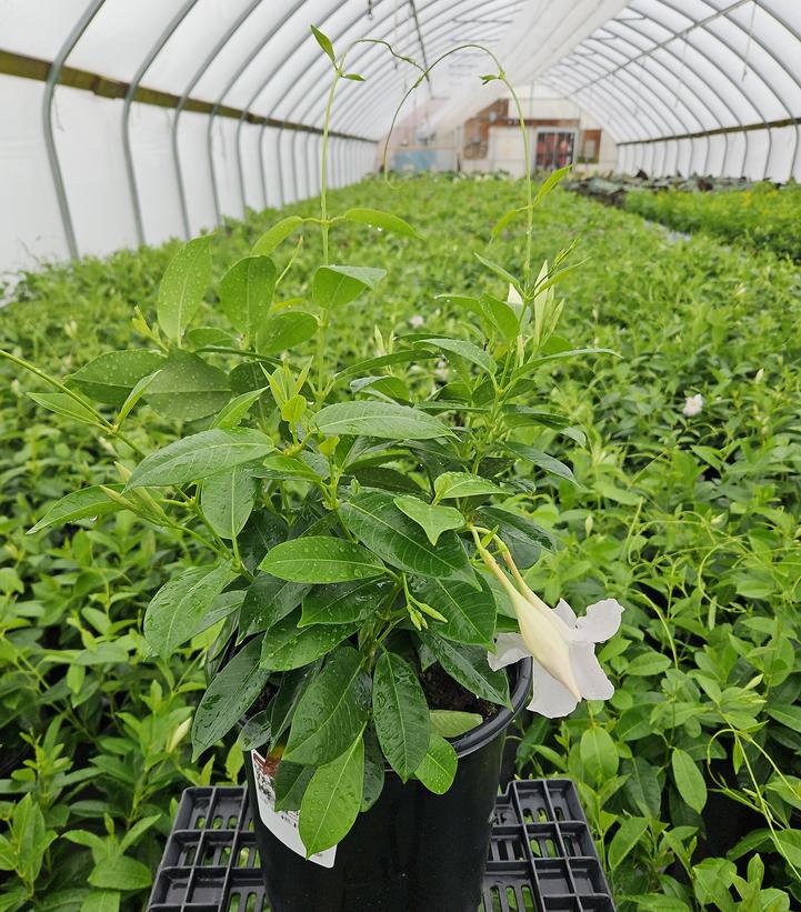 Mandevilla Sundenia® White