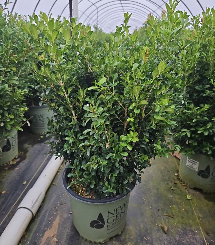 Buxus NewGen Independence®