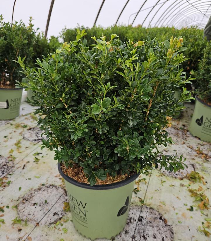 Buxus NewGen Independence®